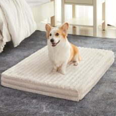 Best Orthopedic Dog Beds