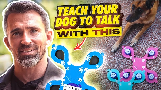 How to Train Your Cat to Go Outside: Expert Tips and Tricks